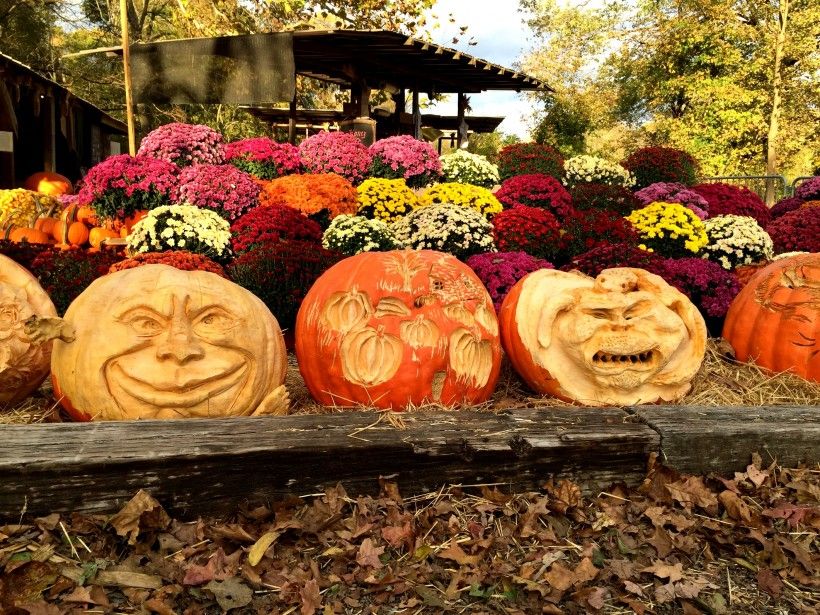 Locally grown pumpkins from SIW Veggies on the Haskell Farm, one of the first properties protected by the Brandywine Conservancy