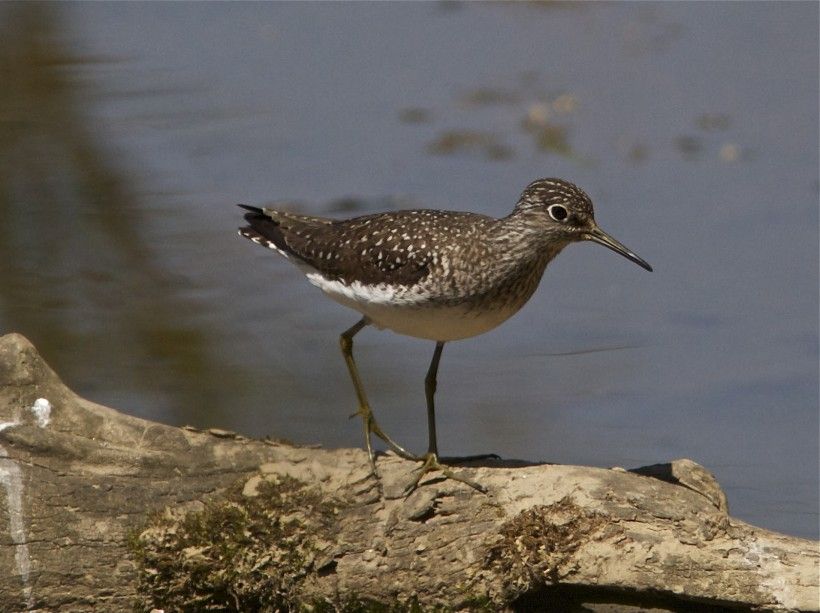 Solitary sandpiper along Buck Run. Photo by Holly Merker