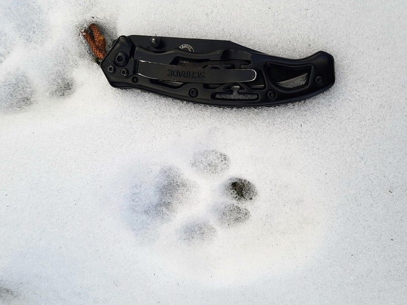 Bobcat print found in the snow at the Brandywine's Penguin Court Preserve 