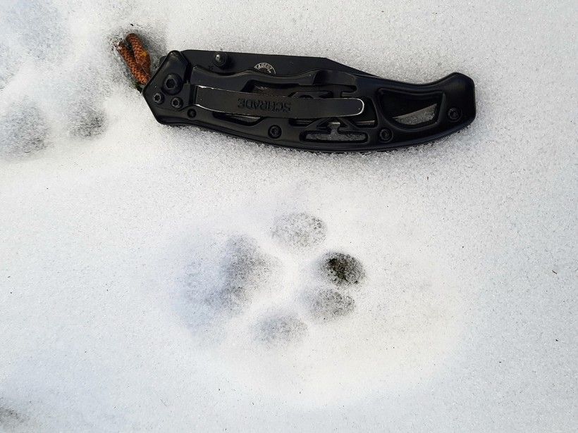 Bobcat print found in the snow at the Brandywine's Penguin Court Preserve Bobcat print found in the snow at the Brandywine's Penguin Court Preserve