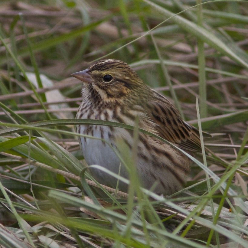 Savannah Sparrow Savannah Sparrow