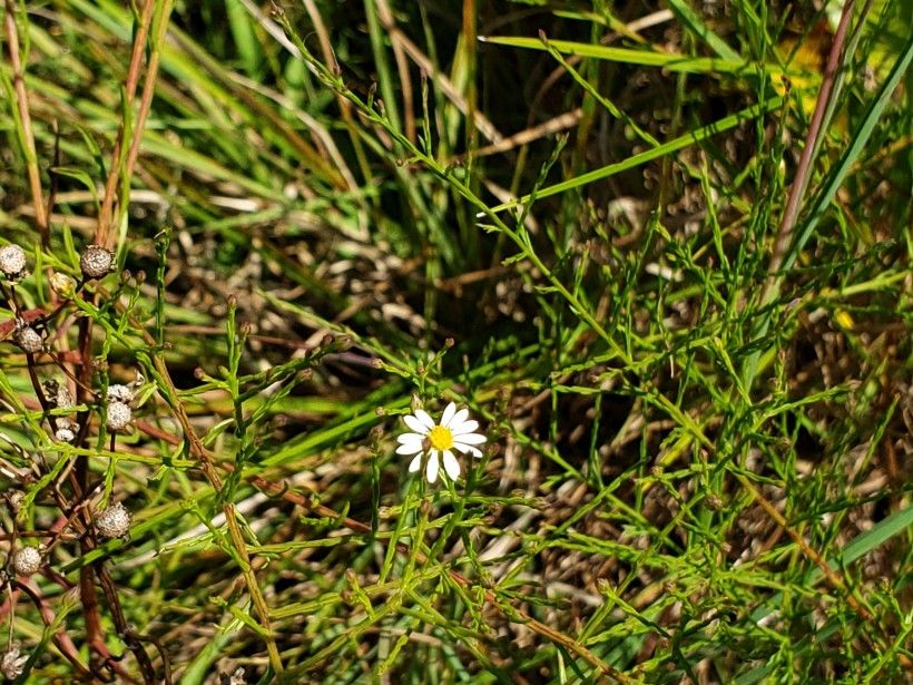 Serpentine Aster. Photo by Kelly Ford.