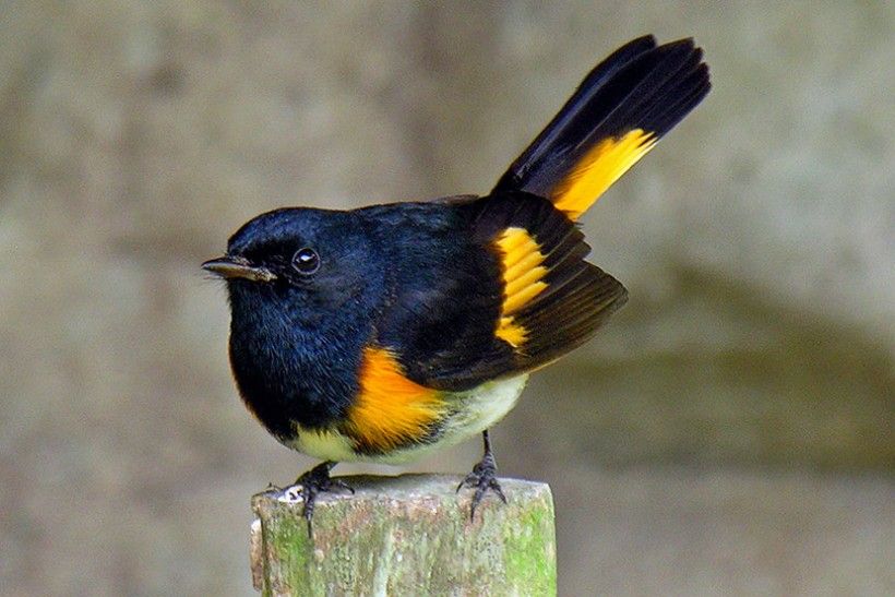 Bird sitting on a post