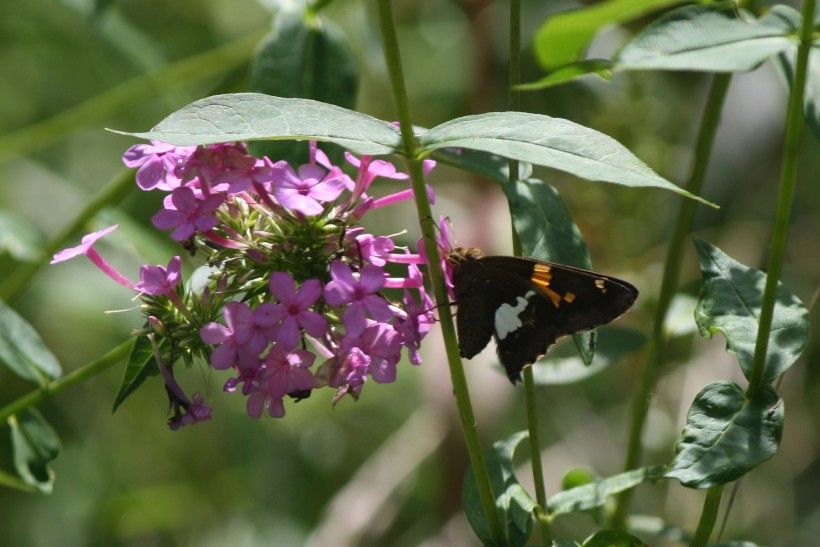 Silver Spotted Skipper Pollinator