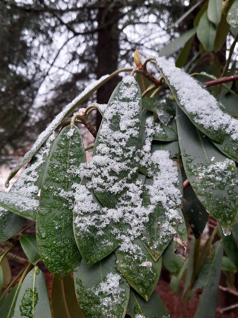 Strong branches can support the snow that may insulate rhododendron leaves.