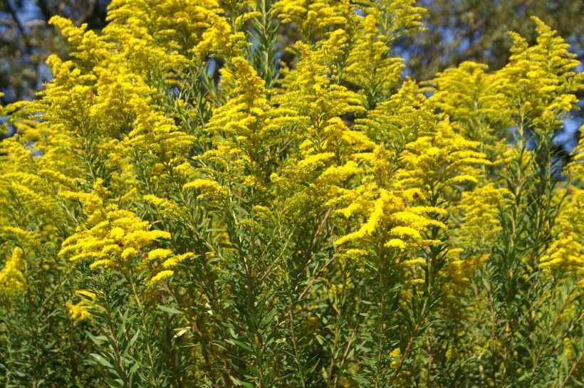 Canada goldenrod (Solidago canadensis) has showy yellow flowers. Image by Harry Rose, via Wikimedia Commons.