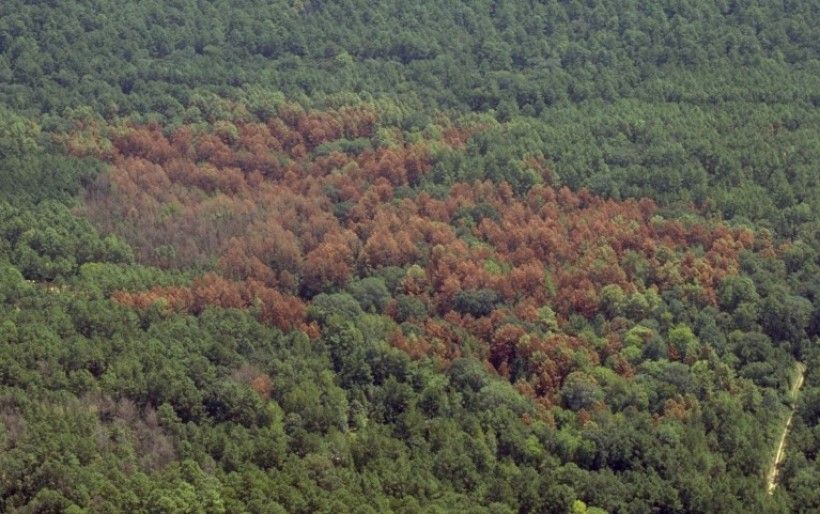Southern pine beetle damage. Photo: USDA Forest Service-Region 8, Bugwood.org