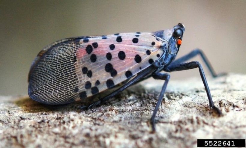 Spotted lanternfly adult. Photo credit: Lawrence Barringer, Pennsylvania Department of Agriculture, Bugwood.org