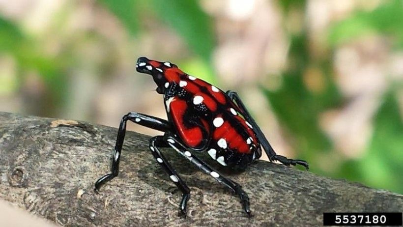 Immature spotted lanternfly. Photo credit: Lawrence Barringer, Pennsylvania Department of Agriculture, Bugwood.org