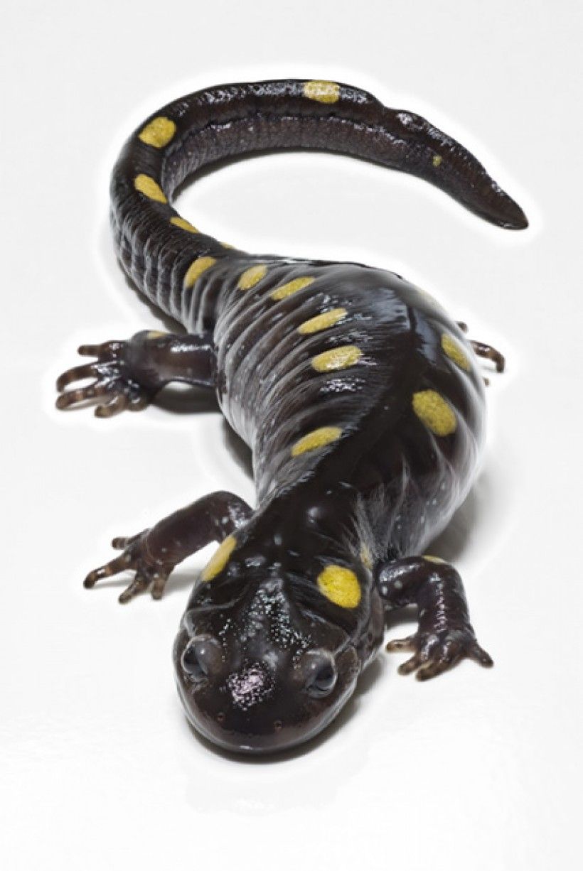 spotted salamander