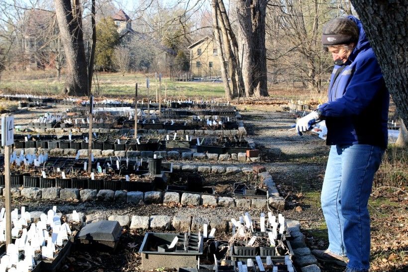 Staff gardner tending to the native plant seedlings over the winter in prepartion for the Brandywine Conservancy's Native Plant Sale in the spring
