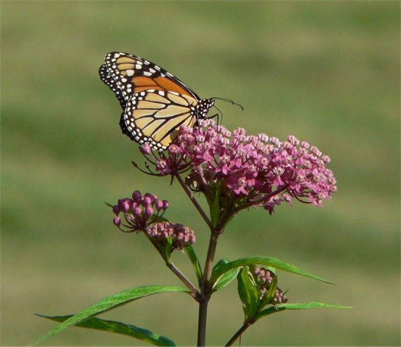 Monarch on milkweed