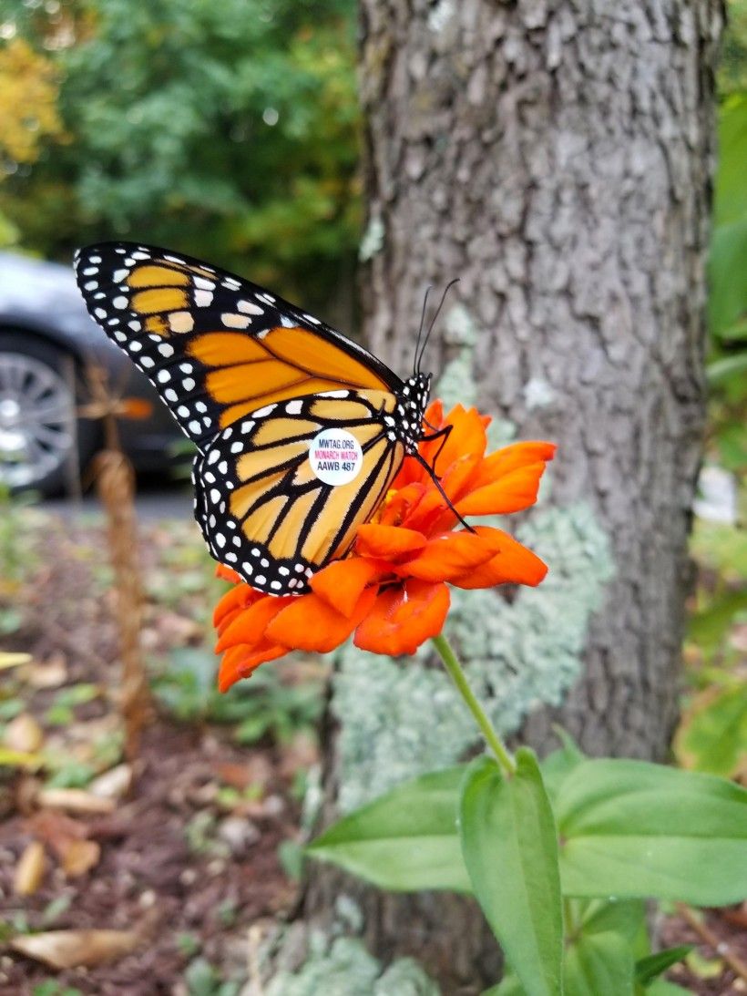 A monarch tagged by Melissa Reckner last fall rests on a zinnia.