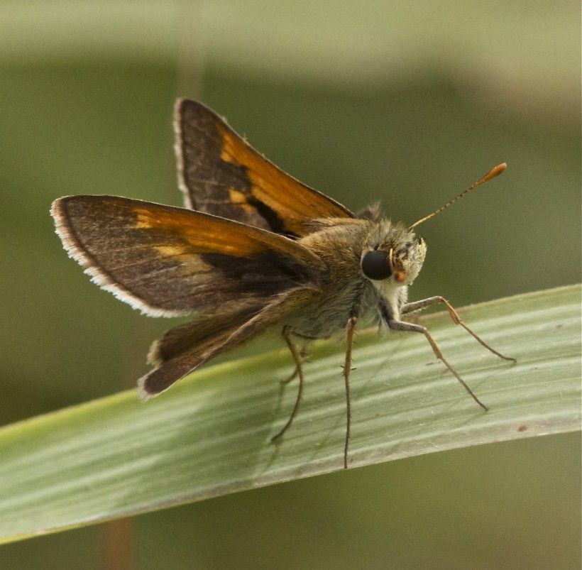 Tawny-edged skipper. Photograph by Holly Merker