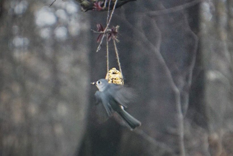 A tufted titmouse steals a seed