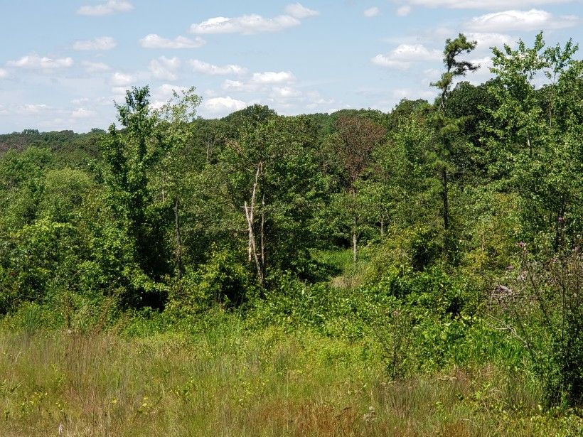 Trail side at Nottingham County Park, August 2019. Photo by Kelly Ford.