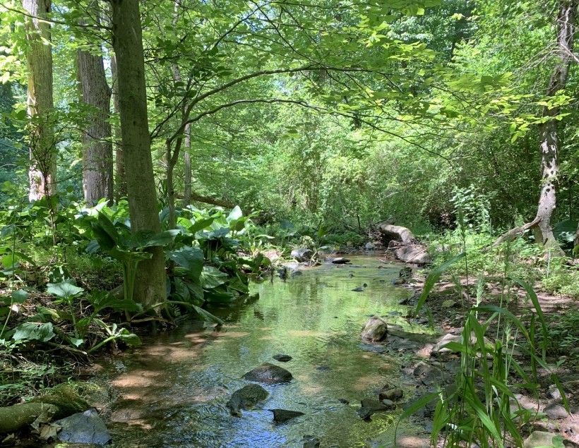 Tributary along Chandler Rd