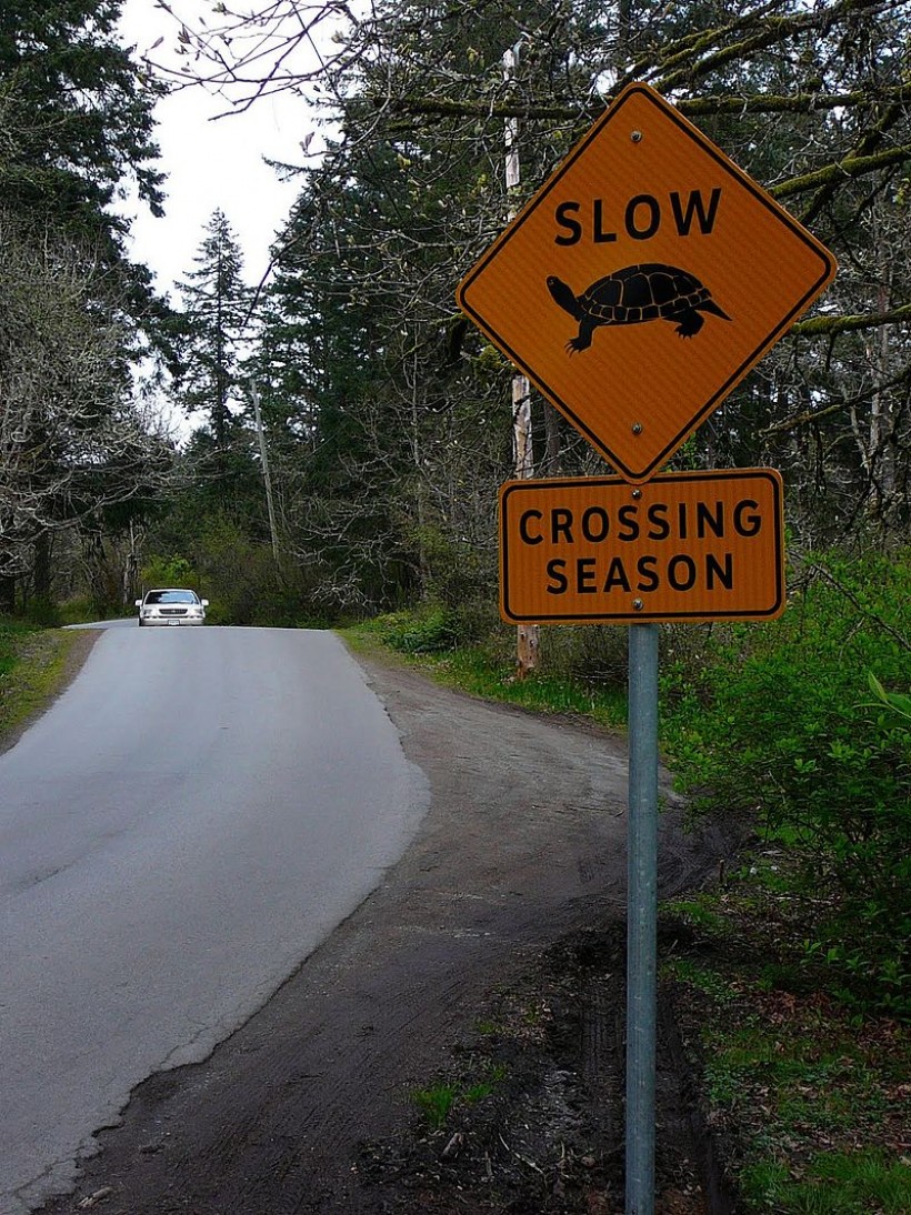 Turtle Crossing sign by Christian Engelstoft