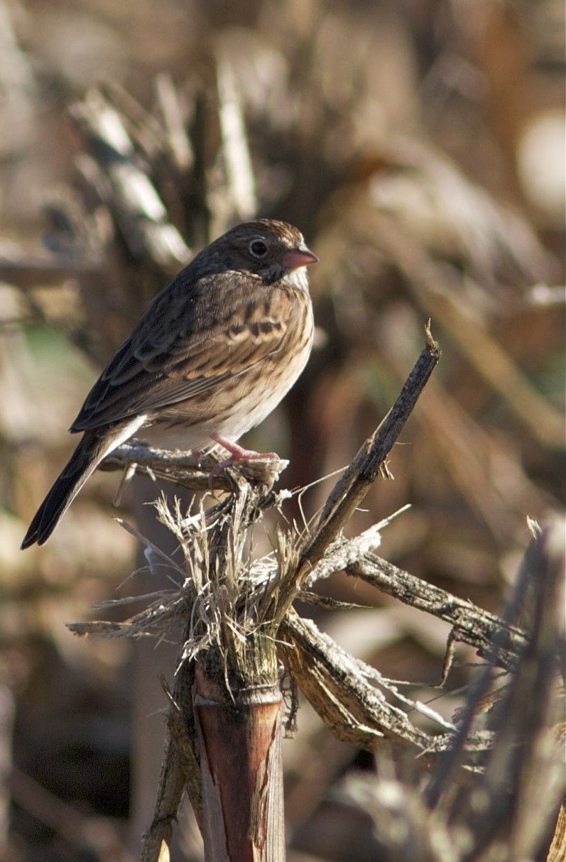 Vesper Sparrow. Photo by H. Merker.