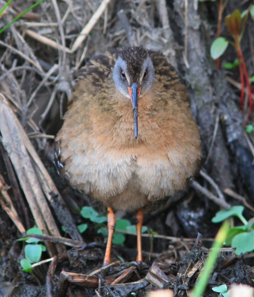 Virginia Rail (Rallus limicola). Photo by Holly Merker.
