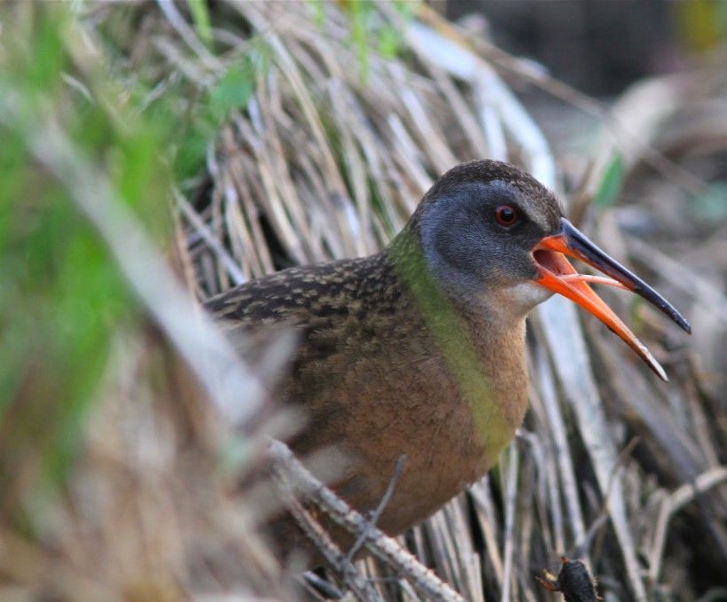 Virginia Rail (Rallus limicola). Photo by Holly Merker.