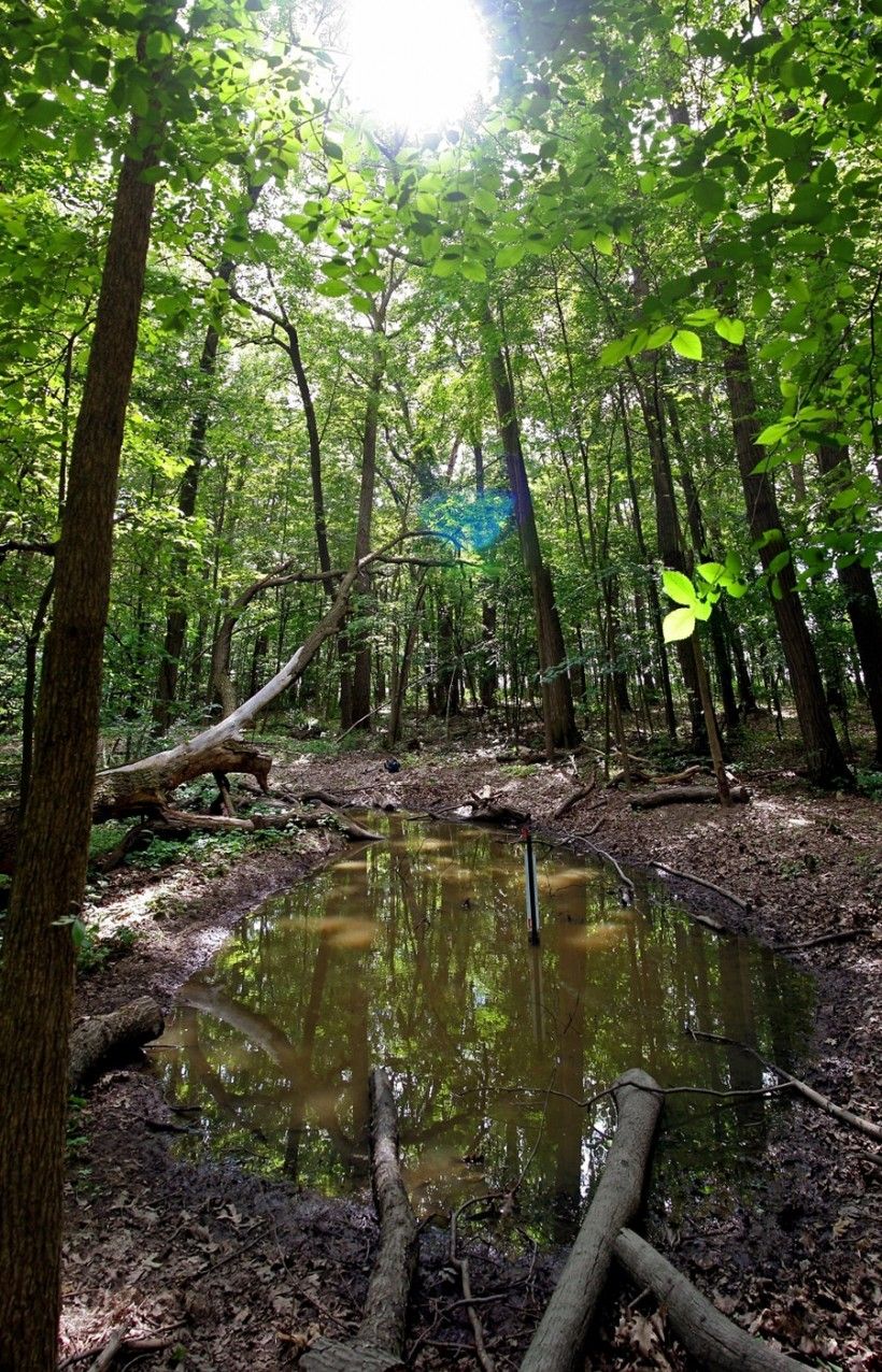 Vernal pool