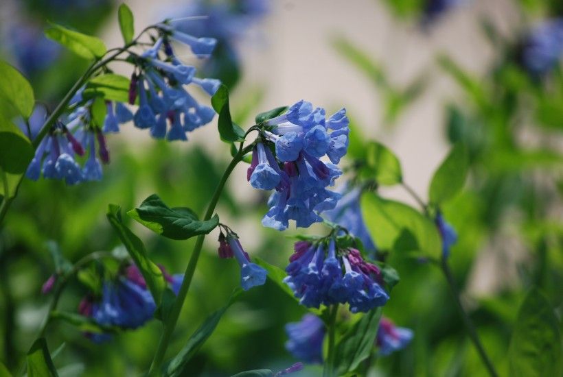 Virginia Bluebell (Mertensia Virginica)