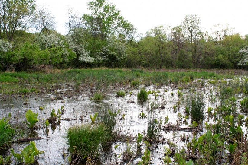 New course of stream through Waterloo Mills Preserve meadow due to beaver activity