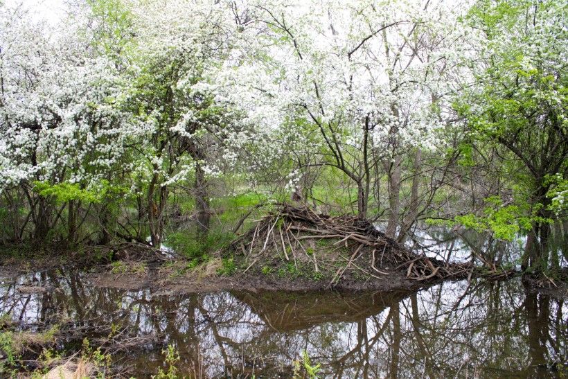 Beaver lodge at Waterloo Mills Preserve