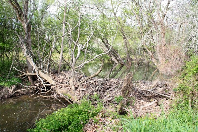 Beaver dam at Waterloo Mills Preserve