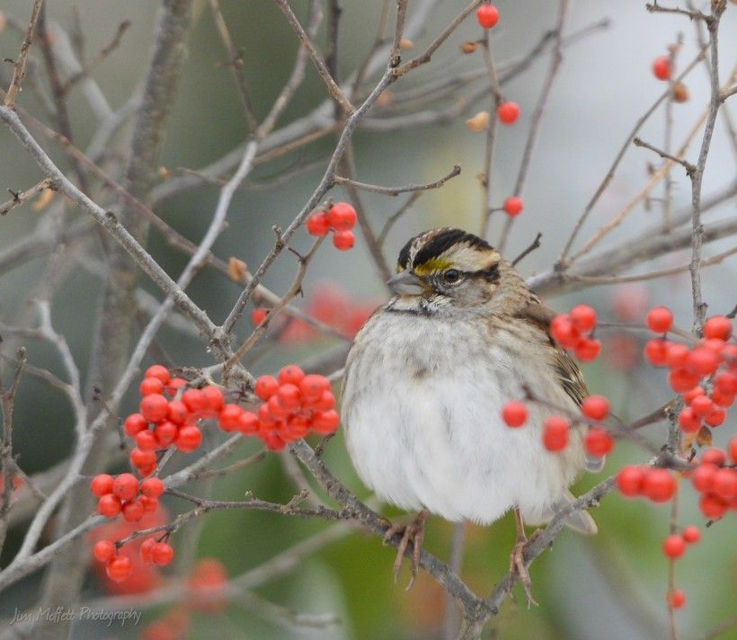 White-throated Sparrow