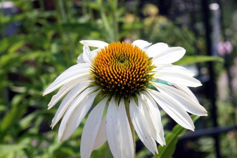 ‘White Swan’ coneflower (Echinacea purpurea). Image via Wikipedia Commons.