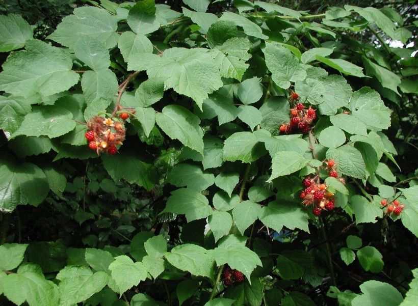 Wineberry (Rubus phoenicolasius). Photo by Leslie J. Mehrhoff, University of Connecticut, Bugwood.org