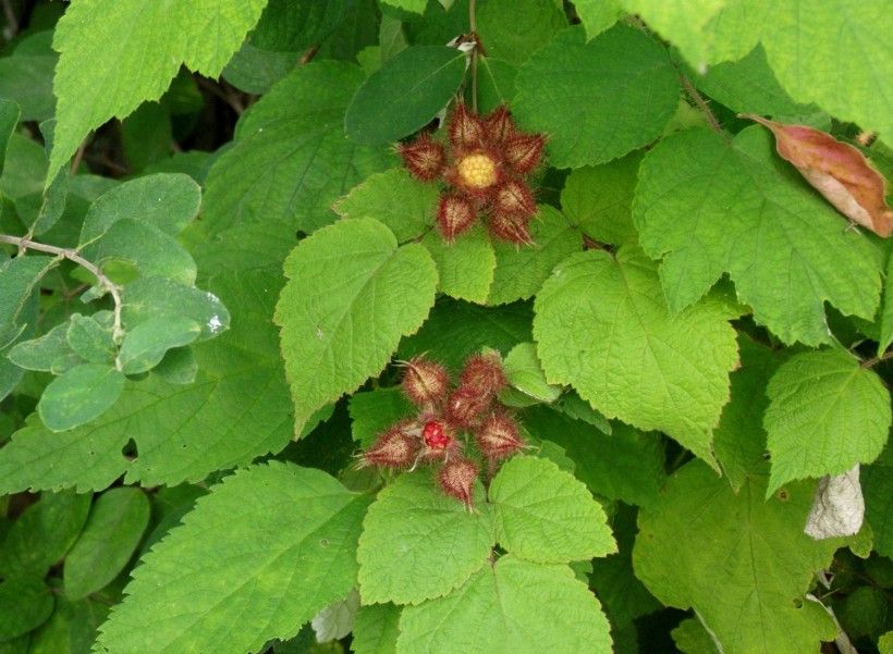 Wineberry (Rubus phoenicolasius). Photo by Richard Gardner, Bugwood.org