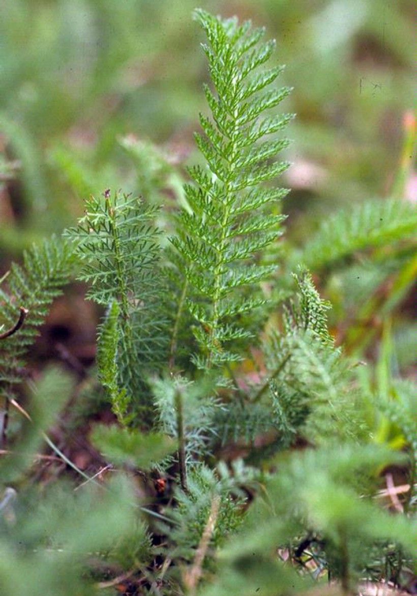 Common Yarrow leaves. Photo by John Cardina, The Ohio State University, Bugwood.org