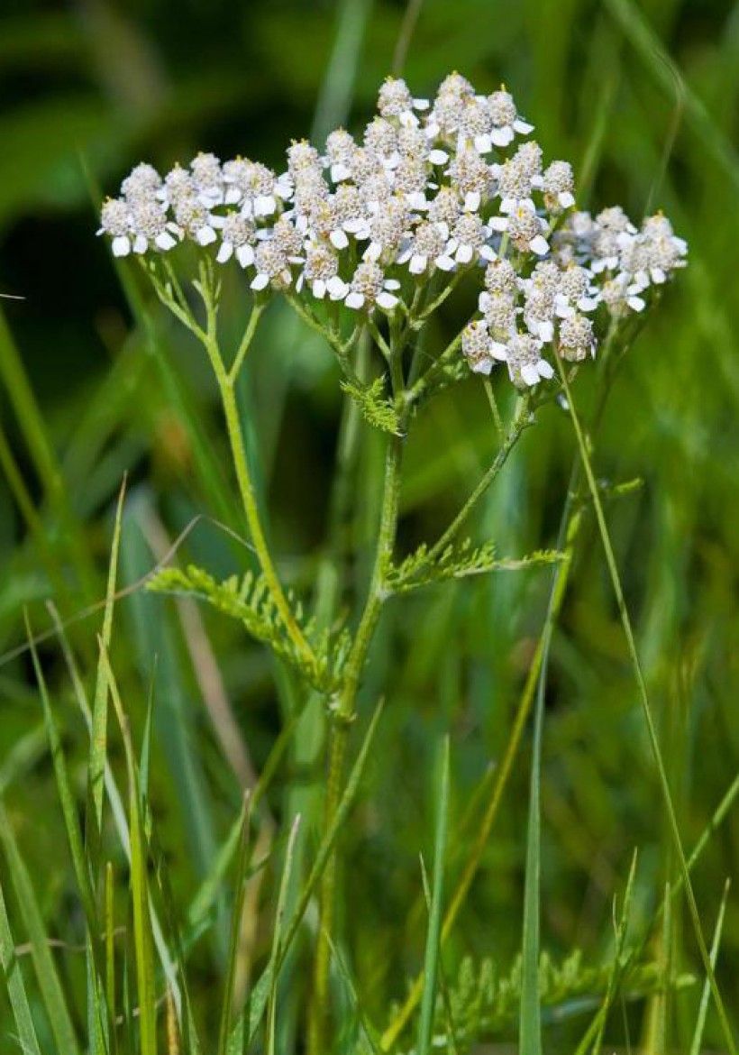 Common Yarrow flowers. Photo by David Cappaert, Bugwood.org