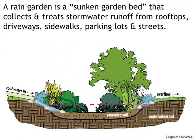 Rain Garden illustration Rain Garden illustration