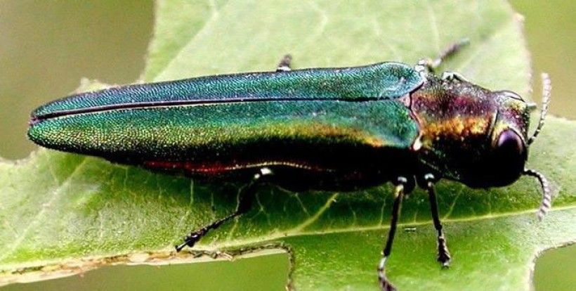 Emerald ash borer. (Photo credit: Leah Bauer, USDA Forest Service Northern Research Station, Bugwood.org) Emerald Ash Borer insect on a leaf