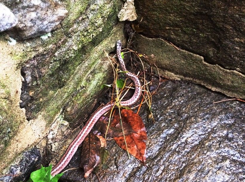 Brown snake (Storeria dekayi) – photo credit Hannah Cummons
