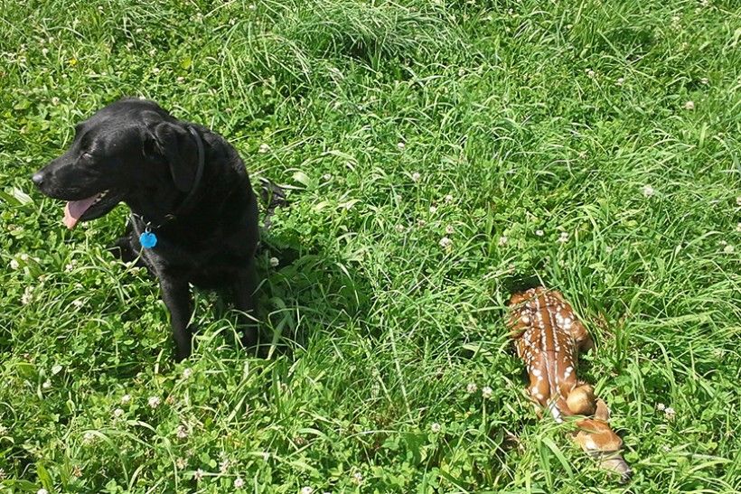 fawn with dog