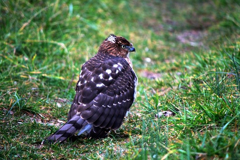 An immature Cooper’s hawk (Accipiter cooperii) settles down for a winter meal