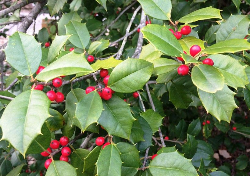 American holly (Ilex opaca)