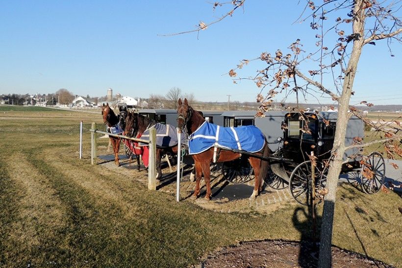 Horse and Buggy