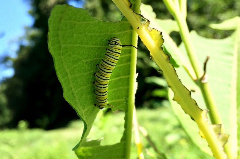 caterpillar