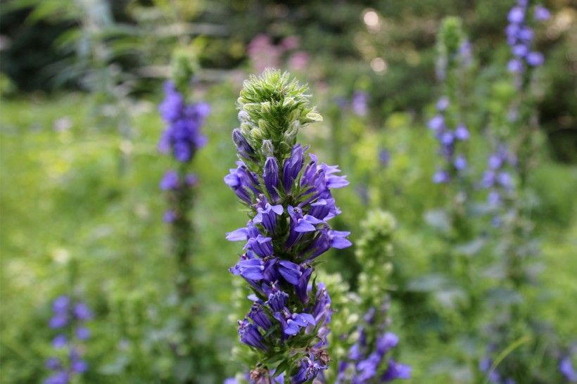 lobelia