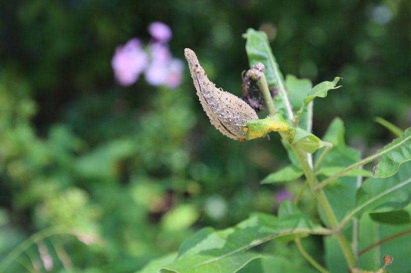 milkweed