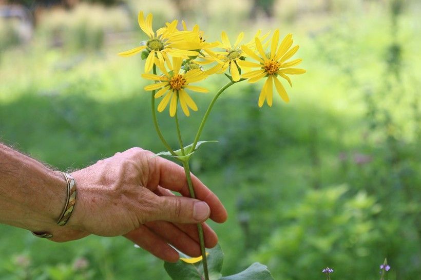 flowers