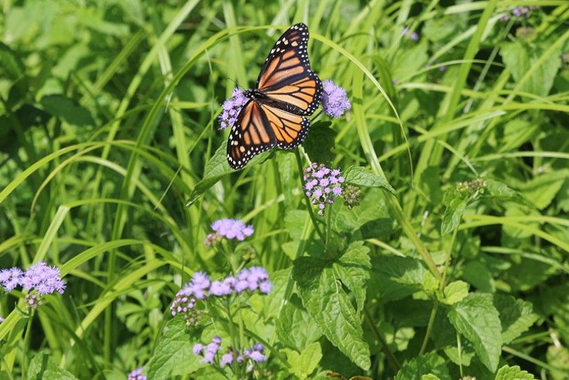 Monarch nectaring on Mistflower (Eupatorium coelestinum) at our Monarch Migration Station. 