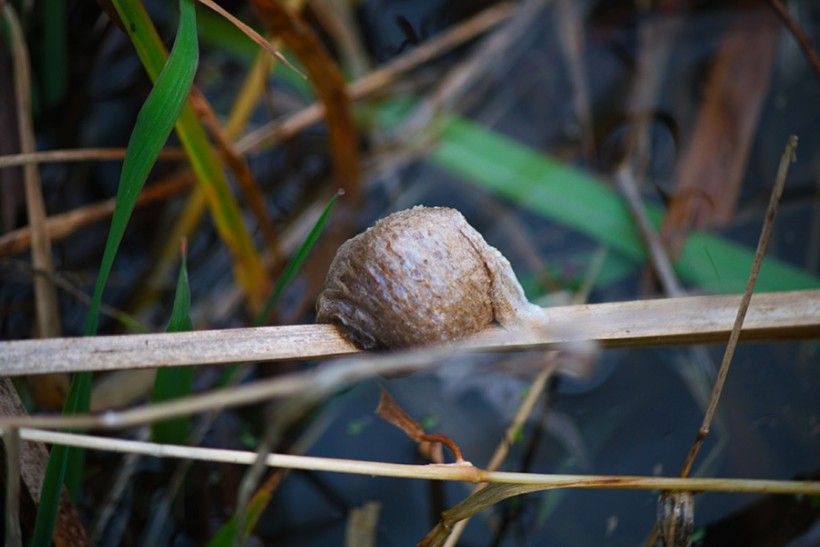 Praying Mantis egg case