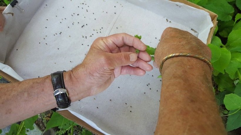 collecting seeds